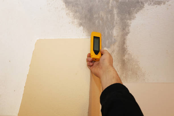 Best Mold-Related Health Consultation  in Volga, SD