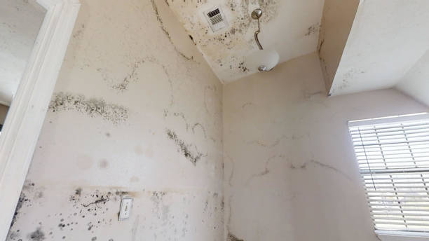 Best Mold Remediation for Healthcare Facilities  in Volga, SD