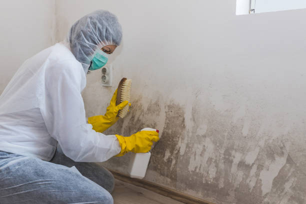 Environmental Consulting for Mold Prevention in Volga, SD