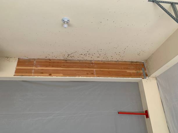 Best Mold Odor Removal Services  in Volga, SD